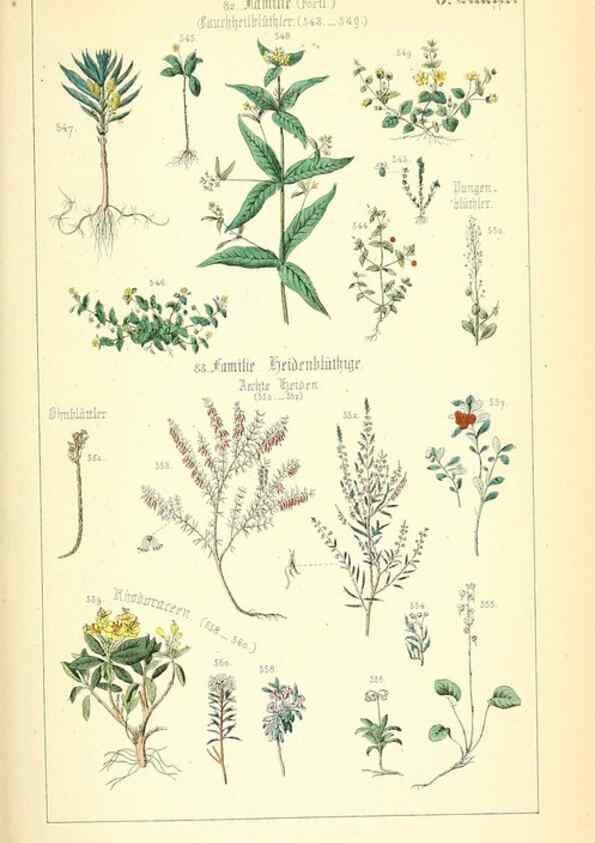 Reproducción/Reproduction 49269704292: Populäre Botanik. Stuttgart,Krais & Hoffmann,1857.. 
