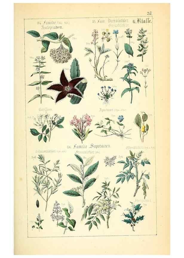 Reproducción/Reproduction 49269704757: Populäre Botanik. Stuttgart,Krais & Hoffmann,1857.. 
