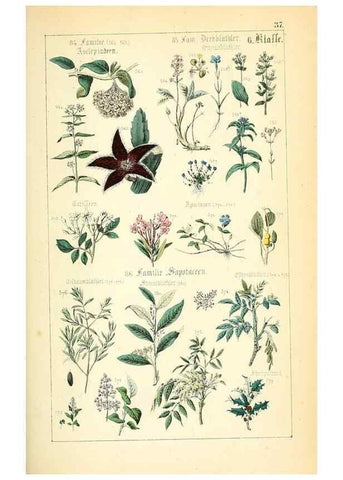 Reproducción/Reproduction 49269704757: Populäre Botanik. Stuttgart,Krais & Hoffmann,1857.. 