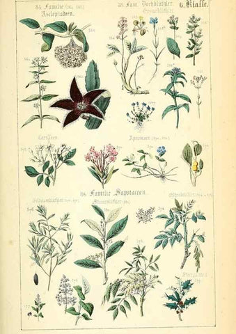 Reproducción/Reproduction 49269704757: Populäre Botanik. Stuttgart,Krais & Hoffmann,1857.. 