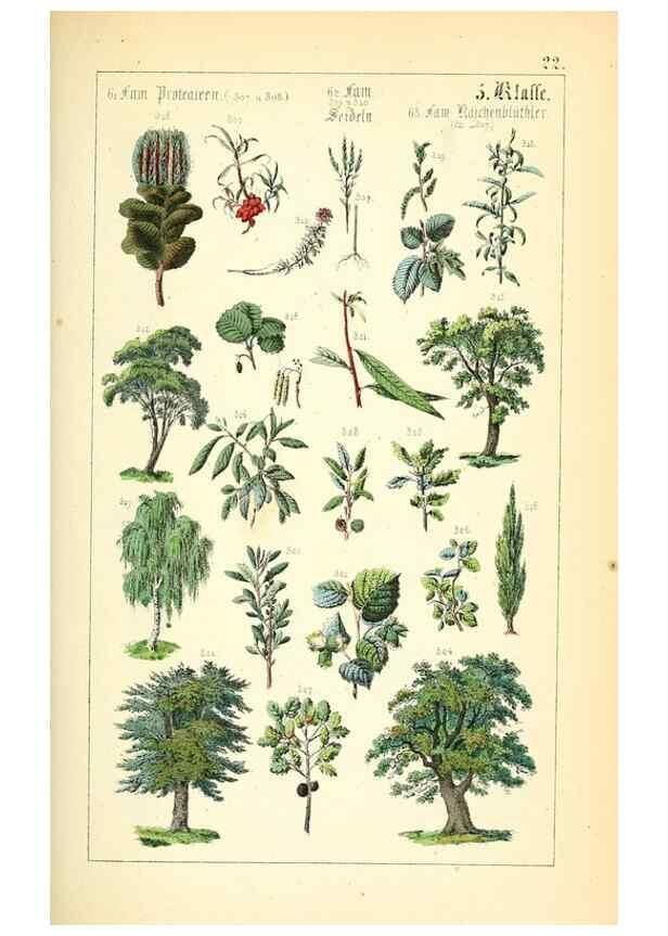 Reproducción/Reproduction 49269699227: Populäre Botanik. Stuttgart,Krais & Hoffmann,1857.. 
