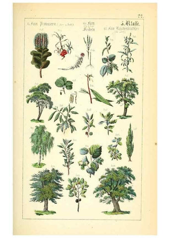 Reproducción/Reproduction 49269699227: Populäre Botanik. Stuttgart,Krais & Hoffmann,1857.. 