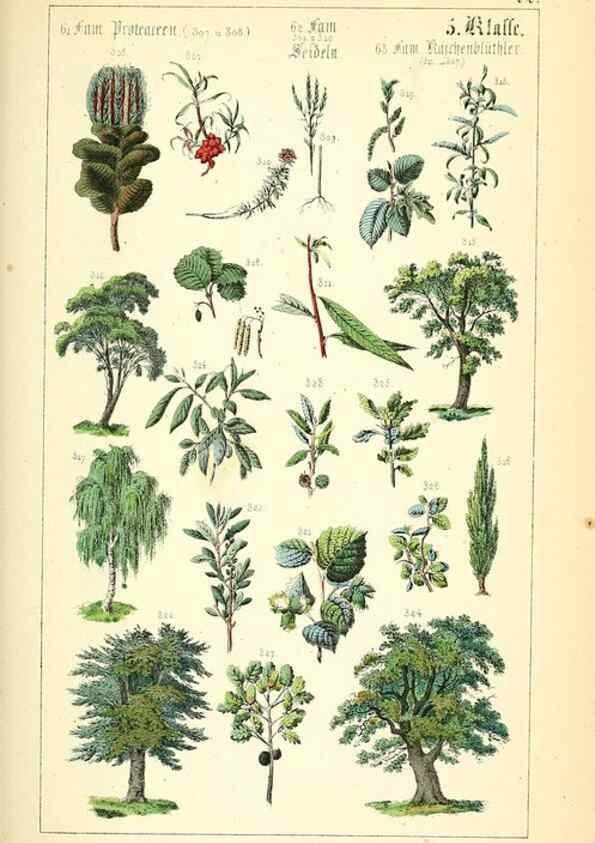 Reproducción/Reproduction 49269699227: Populäre Botanik. Stuttgart,Krais & Hoffmann,1857.. 