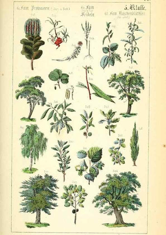 Reproducción/Reproduction 49269699227: Populäre Botanik. Stuttgart,Krais & Hoffmann,1857.. 
