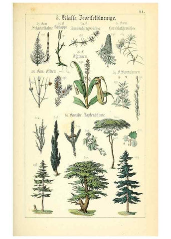 Reproducción/Reproduction 49269498941: Populäre Botanik. Stuttgart,Krais & Hoffmann,1857.. 