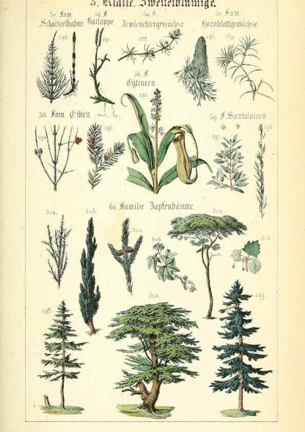Reproducción/Reproduction 49269498941: Populäre Botanik. Stuttgart,Krais & Hoffmann,1857.. 