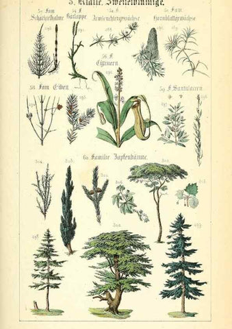 Reproducción/Reproduction 49269498941: Populäre Botanik. Stuttgart,Krais & Hoffmann,1857.. 
