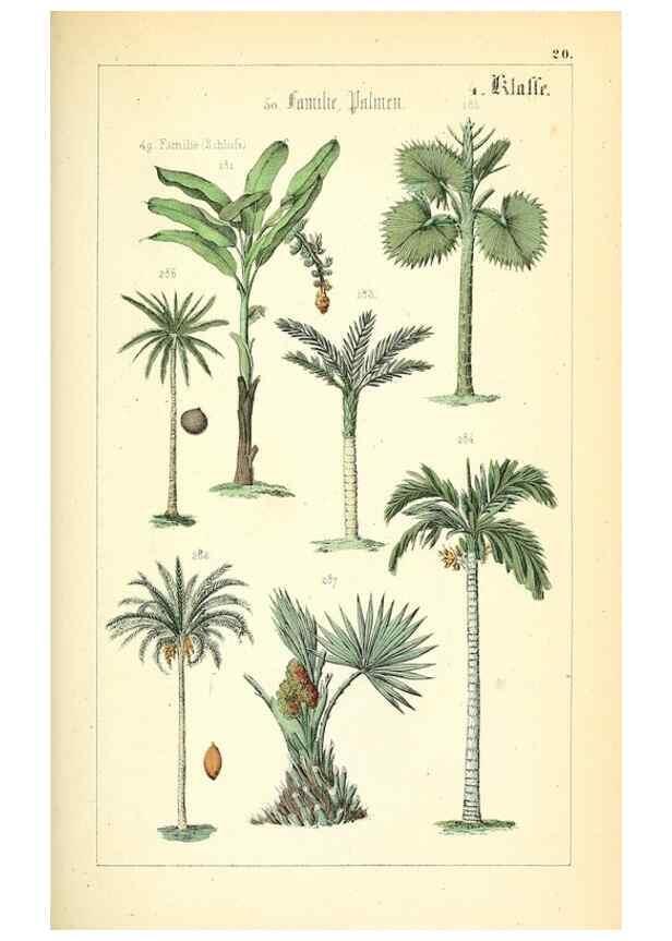 Reproducción/Reproduction 49269498591: Populäre Botanik. Stuttgart,Krais & Hoffmann,1857.. 