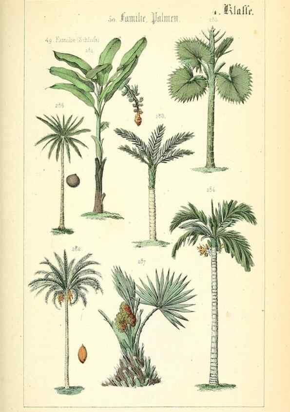 Reproducción/Reproduction 49269498591: Populäre Botanik. Stuttgart,Krais & Hoffmann,1857.. 