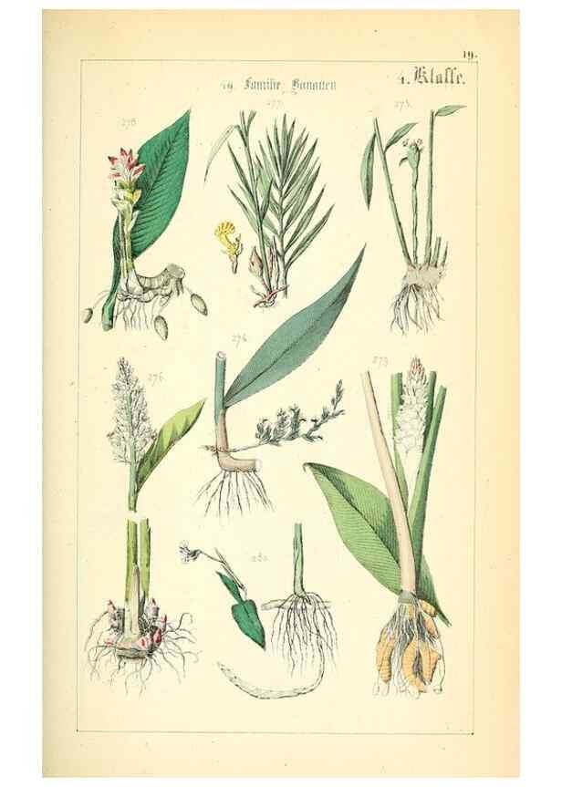 Reproducción/Reproduction 49269498281: Populäre Botanik. Stuttgart,Krais & Hoffmann,1857.. 