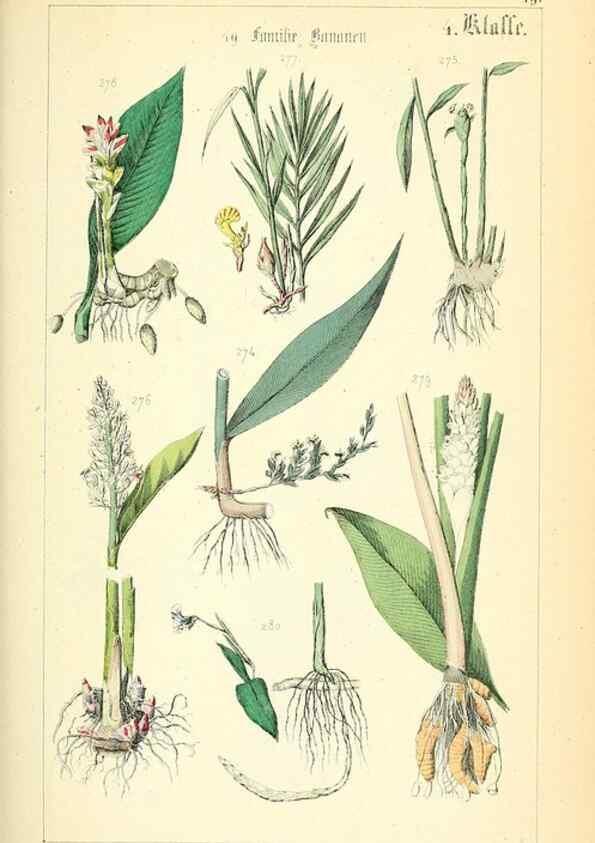 Reproducción/Reproduction 49269498281: Populäre Botanik. Stuttgart,Krais & Hoffmann,1857.. 