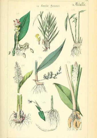 Reproducción/Reproduction 49269498281: Populäre Botanik. Stuttgart,Krais & Hoffmann,1857.. 