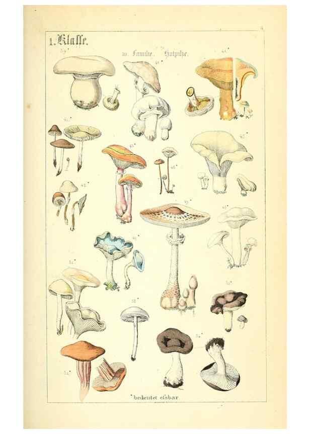 Reproducción/Reproduction 49269030263: Populäre Botanik. Stuttgart,Krais & Hoffmann,1857.. 
