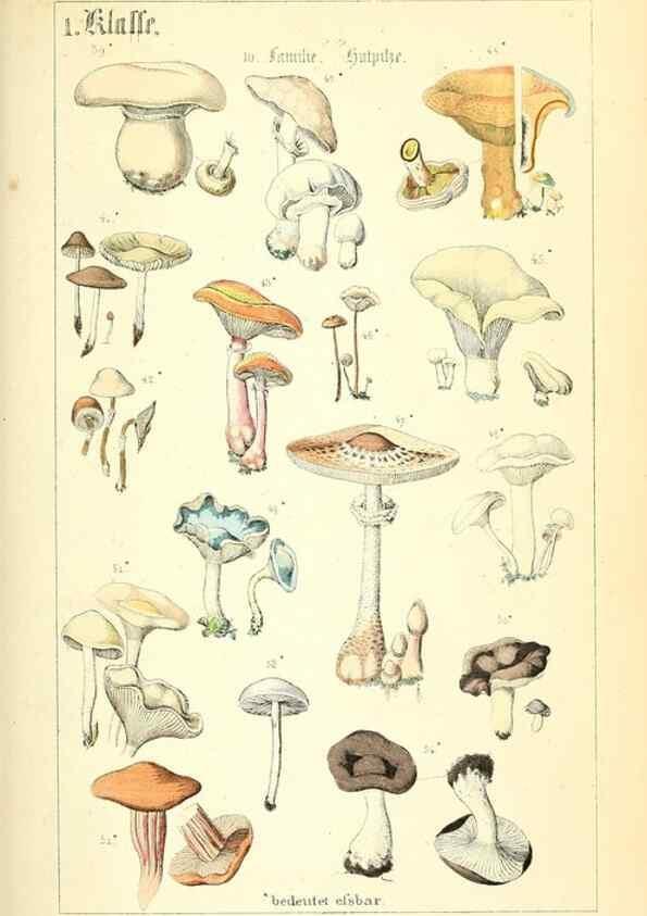 Reproducción/Reproduction 49269030263: Populäre Botanik. Stuttgart,Krais & Hoffmann,1857.. 
