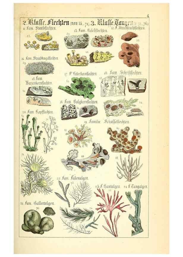 Reproducción/Reproduction 49269030818: Populäre Botanik. Stuttgart,Krais & Hoffmann,1857.. 