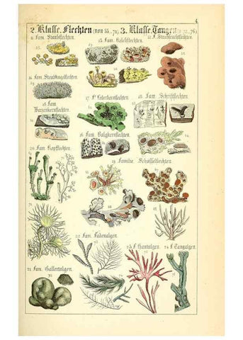 Reproducción/Reproduction 49269030818: Populäre Botanik. Stuttgart,Krais & Hoffmann,1857.. 