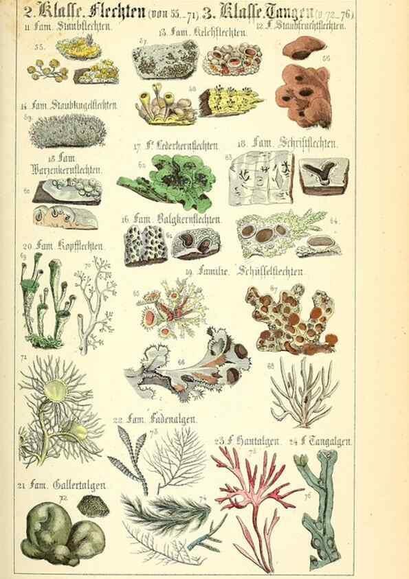 Reproducción/Reproduction 49269030818: Populäre Botanik. Stuttgart,Krais & Hoffmann,1857.. 