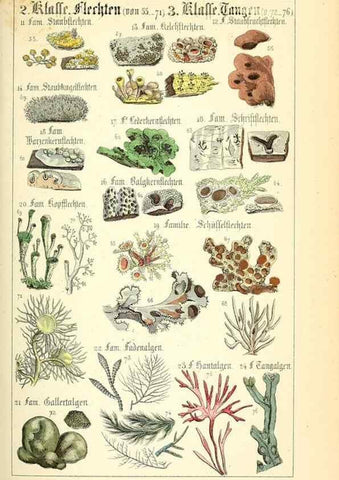 Reproducción/Reproduction 49269030818: Populäre Botanik. Stuttgart,Krais & Hoffmann,1857.. 