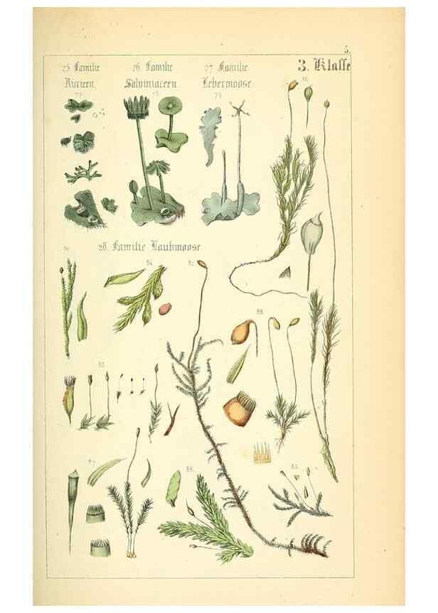 Reproducción/Reproduction 49269031183: Populäre Botanik. Stuttgart,Krais & Hoffmann,1857.. 
