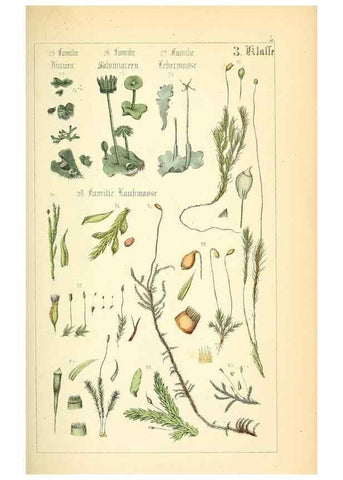 Reproducción/Reproduction 49269031183: Populäre Botanik. Stuttgart,Krais & Hoffmann,1857.. 