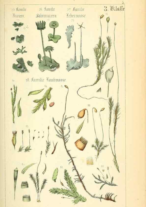 Reproducción/Reproduction 49269031183: Populäre Botanik. Stuttgart,Krais & Hoffmann,1857.. 
