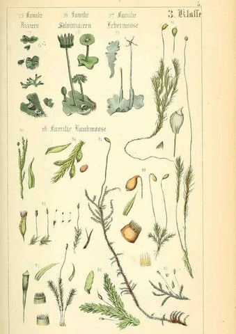 Reproducción/Reproduction 49269031183: Populäre Botanik. Stuttgart,Krais & Hoffmann,1857.. 