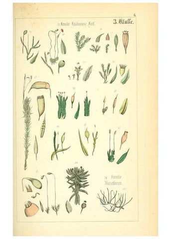 Reproducción/Reproduction 49269492881: Populäre Botanik. Stuttgart,Krais & Hoffmann,1857.. 
