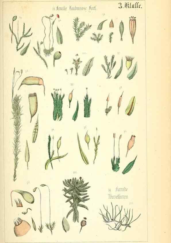Reproducción/Reproduction 49269492881: Populäre Botanik. Stuttgart,Krais & Hoffmann,1857.. 