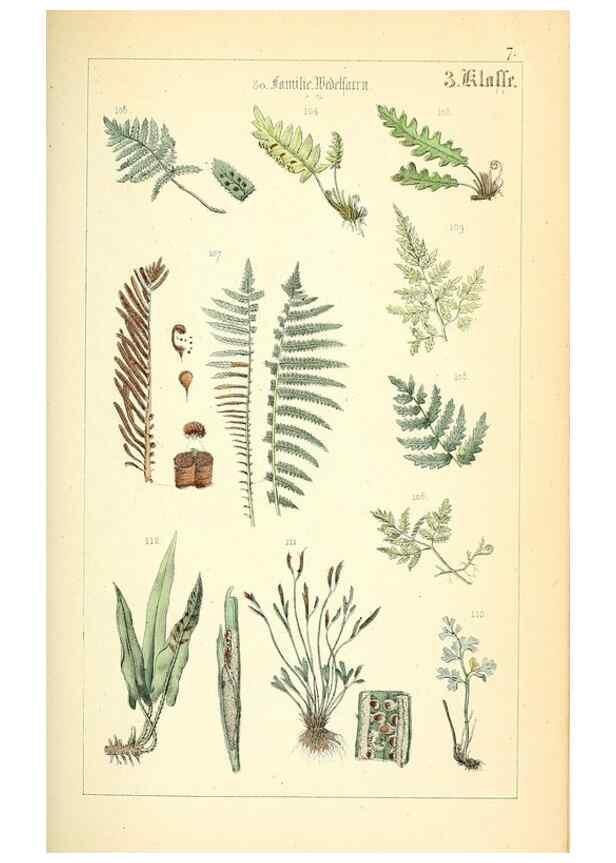 Reproducción/Reproduction 49269693027: Populäre Botanik. Stuttgart,Krais & Hoffmann,1857.. 