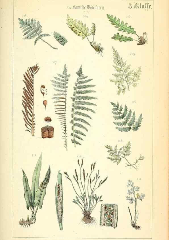 Reproducción/Reproduction 49269693027: Populäre Botanik. Stuttgart,Krais & Hoffmann,1857.. 