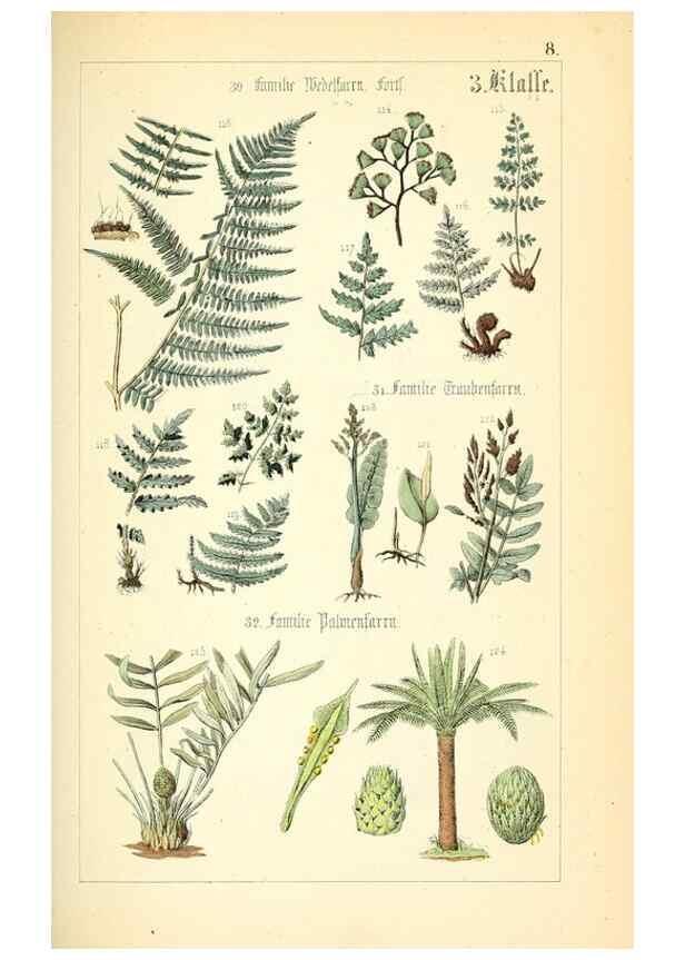 Reproducción/Reproduction 49269493471: Populäre Botanik. Stuttgart,Krais & Hoffmann,1857.. 