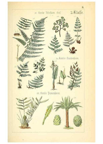 Reproducción/Reproduction 49269493471: Populäre Botanik. Stuttgart,Krais & Hoffmann,1857.. 