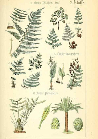 Reproducción/Reproduction 49269493471: Populäre Botanik. Stuttgart,Krais & Hoffmann,1857.. 