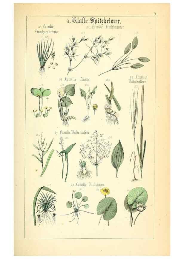 Reproducción/Reproduction 49269693612: Populäre Botanik. Stuttgart,Krais & Hoffmann,1857.. 