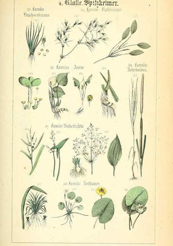 Reproducción/Reproduction 49269693612: Populäre Botanik. Stuttgart,Krais & Hoffmann,1857.. 