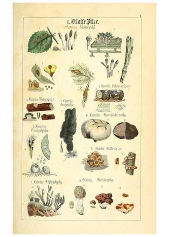 Reproducción/Reproduction 49269690722: Populäre Botanik. Stuttgart,Krais & Hoffmann,1857.. 