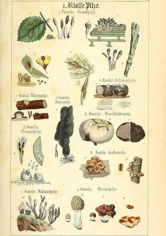 Reproducción/Reproduction 49269690722: Populäre Botanik. Stuttgart,Krais & Hoffmann,1857.. 