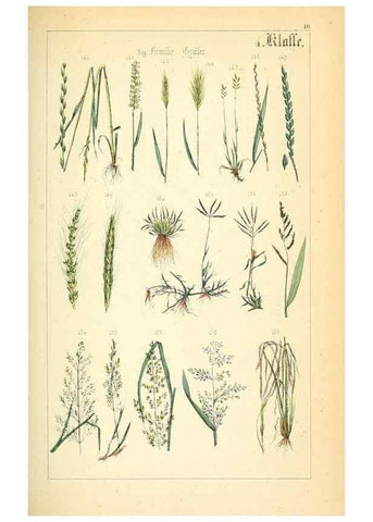 Reproducción/Reproduction 49269694372: Populäre Botanik. Stuttgart,Krais & Hoffmann,1857.. 