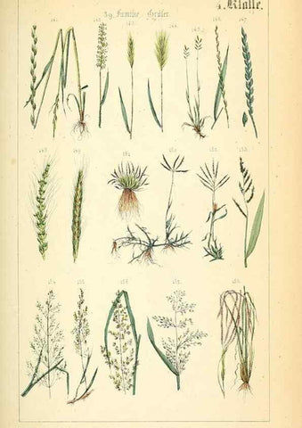 Reproducción/Reproduction 49269694372: Populäre Botanik. Stuttgart,Krais & Hoffmann,1857.. 
