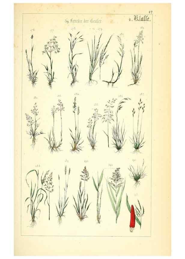 Reproducción/Reproduction 49269033868: Populäre Botanik. Stuttgart,Krais & Hoffmann,1857.. 