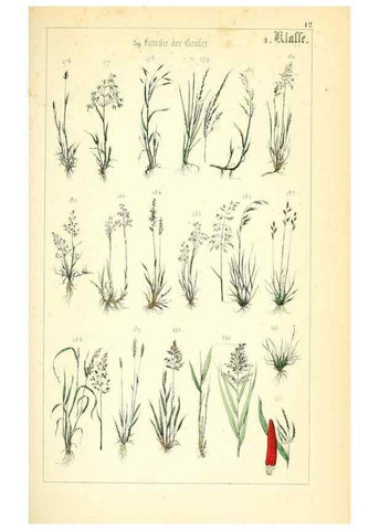 Reproducción/Reproduction 49269033868: Populäre Botanik. Stuttgart,Krais & Hoffmann,1857.. 