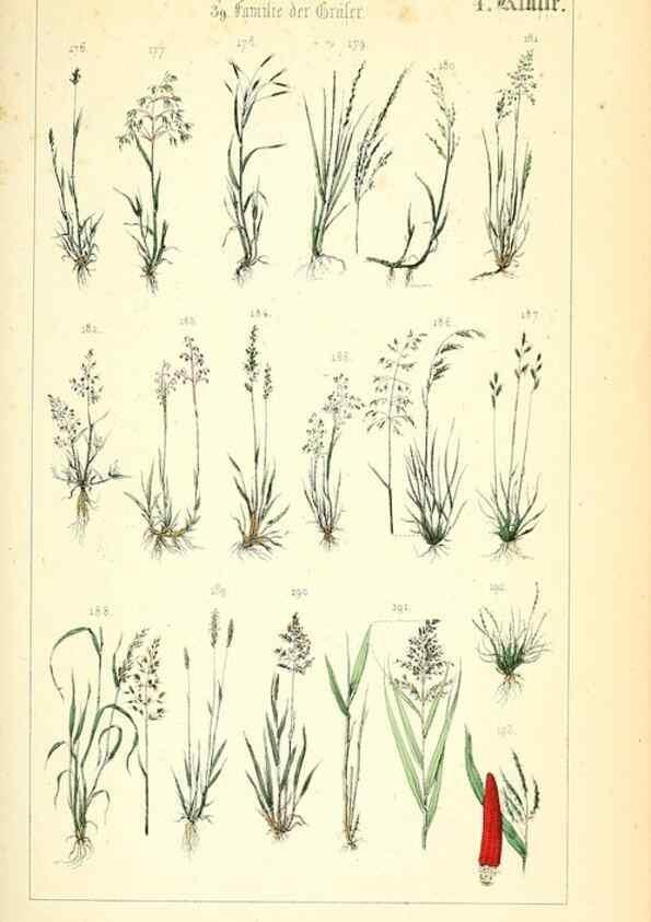 Reproducción/Reproduction 49269033868: Populäre Botanik. Stuttgart,Krais & Hoffmann,1857.. 