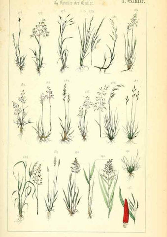 Reproducción/Reproduction 49269033868: Populäre Botanik. Stuttgart,Krais & Hoffmann,1857.. 