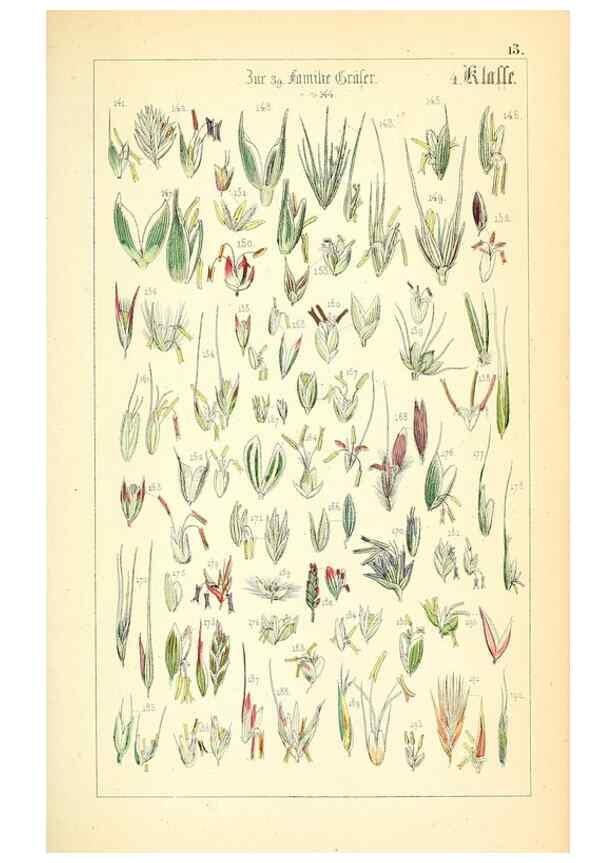 Reproducción/Reproduction 49269695687: Populäre Botanik. Stuttgart,Krais & Hoffmann,1857.. 