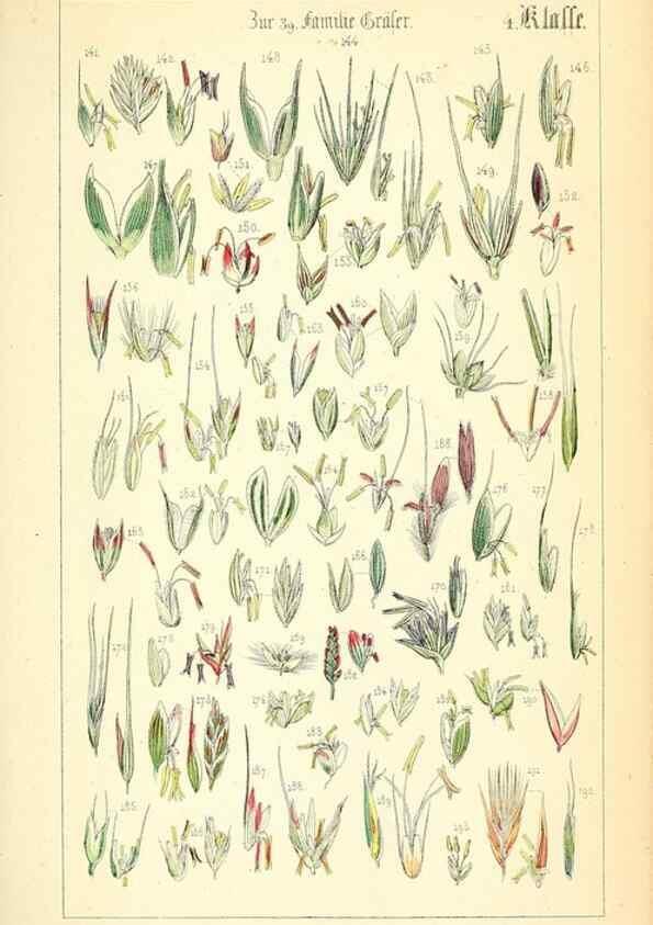 Reproducción/Reproduction 49269695687: Populäre Botanik. Stuttgart,Krais & Hoffmann,1857.. 