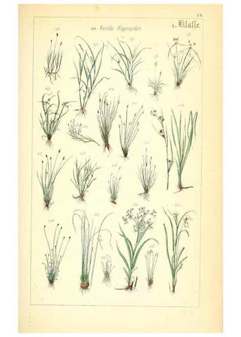 Reproducción/Reproduction 49269496156: Populäre Botanik. Stuttgart,Krais & Hoffmann,1857.. 