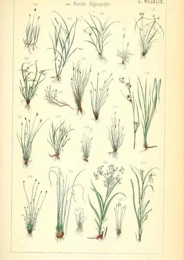 Reproducción/Reproduction 49269496156: Populäre Botanik. Stuttgart,Krais & Hoffmann,1857.. 