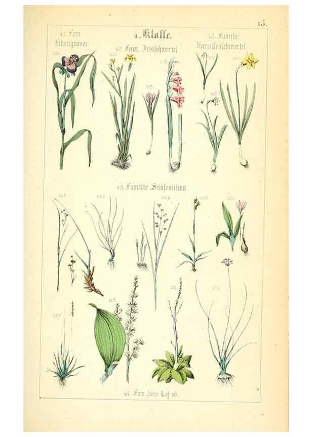 Reproducción/Reproduction 49269034973: Populäre Botanik. Stuttgart,Krais & Hoffmann,1857.. 