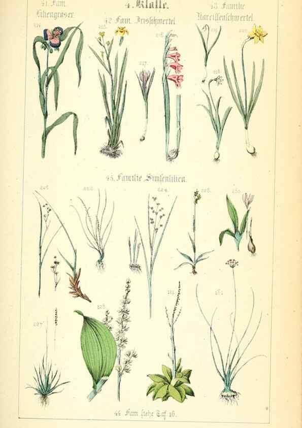 Reproducción/Reproduction 49269034973: Populäre Botanik. Stuttgart,Krais & Hoffmann,1857.. 