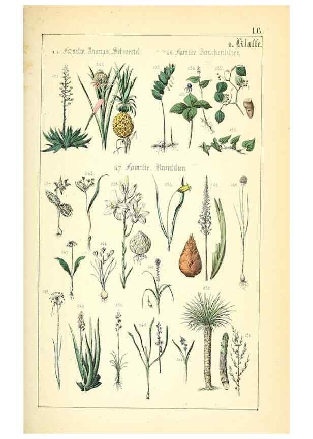 Reproducción/Reproduction 49269496841: Populäre Botanik. Stuttgart,Krais & Hoffmann,1857.. 